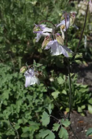 Aquilegia vulgaris 'Grey Strain'