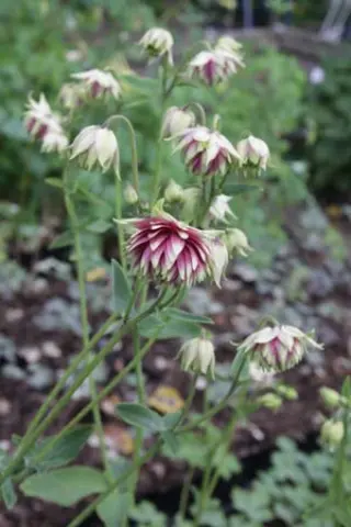 Aquilegia vulgaris 'Nora Barlow'