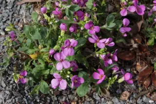 Arabis aubretioides 'Rosemarie'