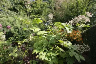 Aralia continentalis