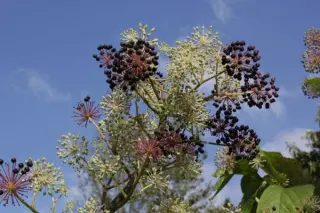 Aralia continentalis