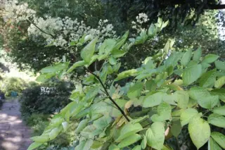 Aralia cordata var. sachalinensis