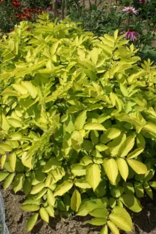 Aralia cordata 'Sun King'