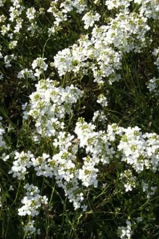 Arabis x suendermannii