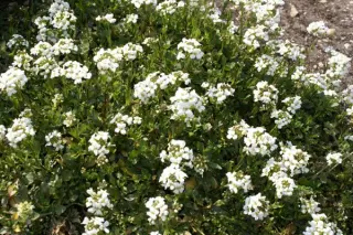 Arabis wilzeckii