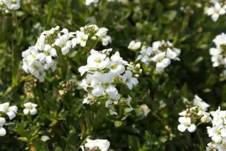 Arabis wilzeckii