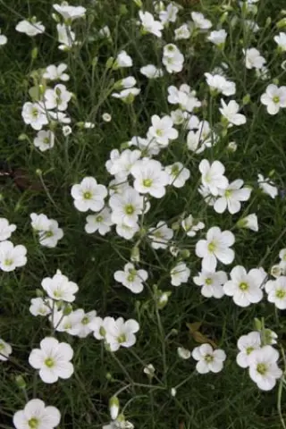 Arenaria laricifolia bauhinorum 'Grandiflorum'