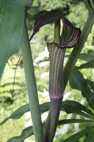 Arisaema ciliatum liubaense