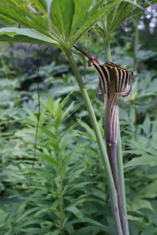 Arisaema consanguineum