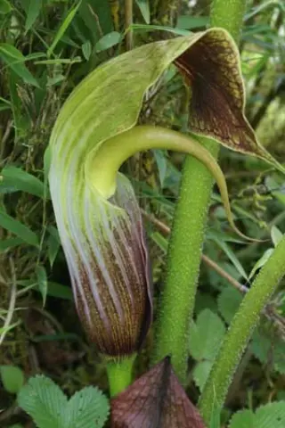Arisaema dilatatum