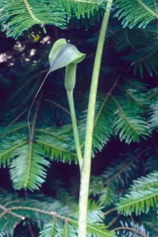 Arisaema erubescens