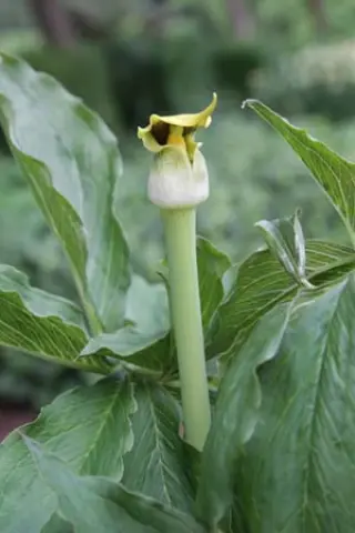 Arisaema flavum