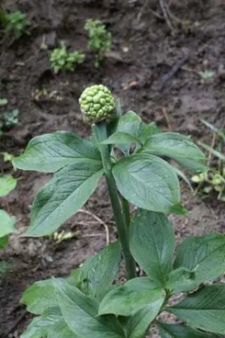 Arisaema flavum