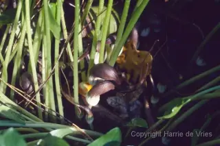 Arisarum proboscideum