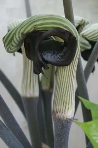 Arisaema ringens