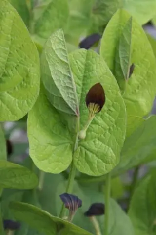 Aristolochia rotunda