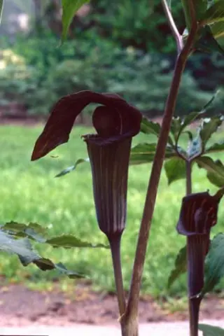 Arisaema serratum