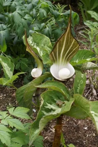 Arisaema sikokianum