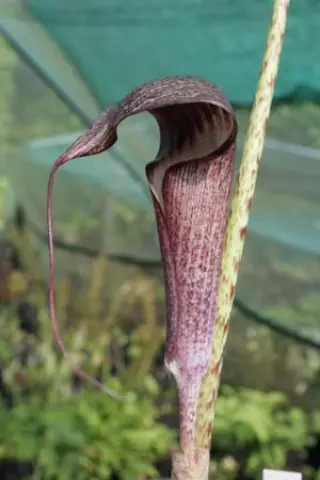 Arisaema taiwanense