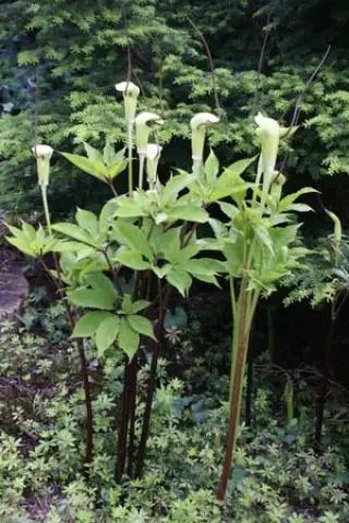 Arisaema tortuosum