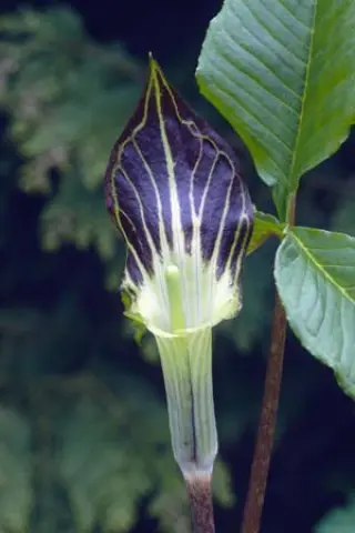 Arisaema triphyllum