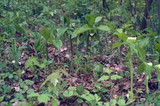 Arisaema triphyllum