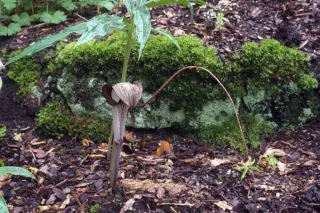 Arisaema urashima