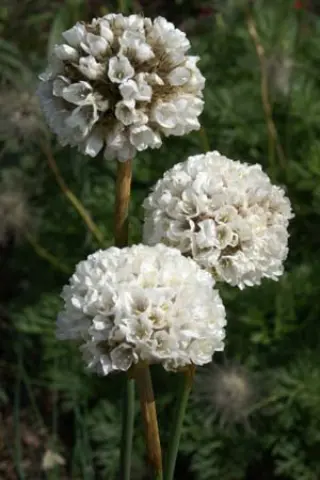 Armeria 'Brutus'