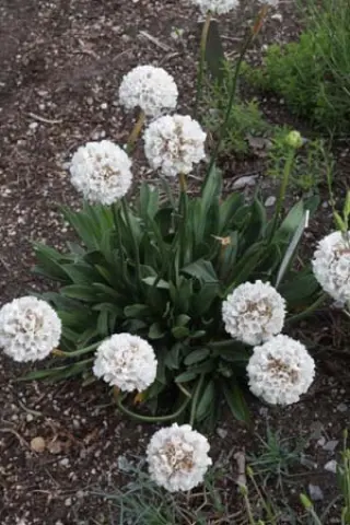 Armeria 'Brutus'