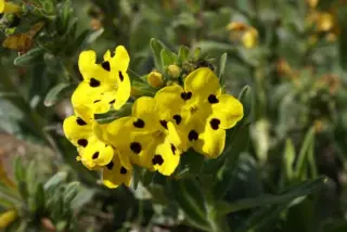Arnebia pulchra
