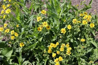 Arnica sachalinensis