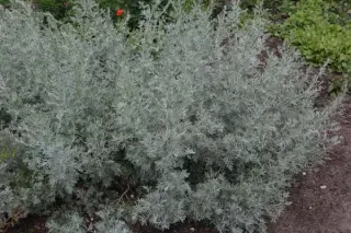 Artemisia absinthium 'Lambrook Silver'