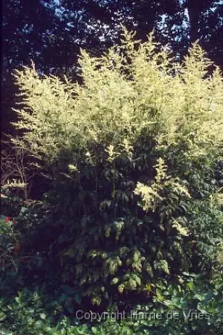 Artemisia lactiflora 'Guizhou'