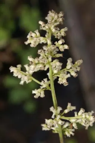 Artemisia lactiflora 'Guizhou'