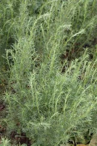 Artemisia laciniatum 'Zicksee'