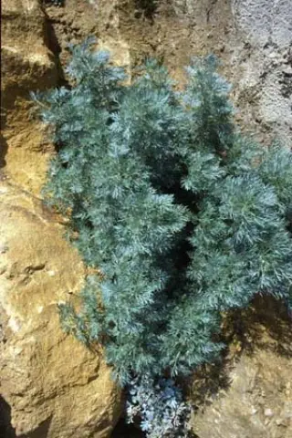 Artemisia 'Powis Castle'