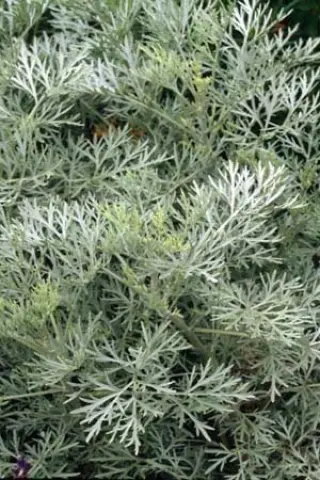 Artemisia 'Powis Castle'