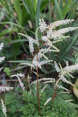 Aruncus aethusifolius 'Elegance'