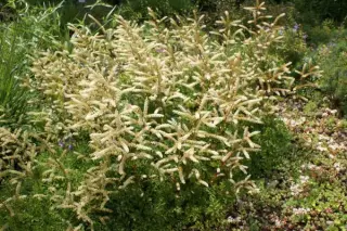 Aruncus aethusifolius