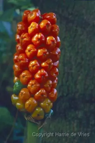 Arum 'Chameleon'
