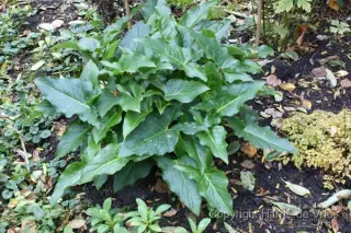 Arum concinnatum 'Albispathum'