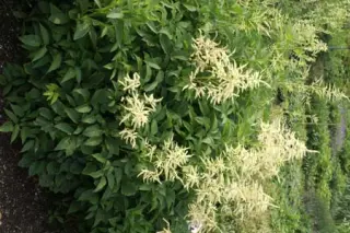 Aruncus dioicus var. kamtschaticus