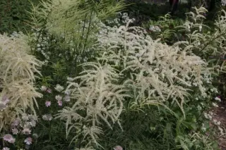 Aruncus dioicus 'Kneiffii'