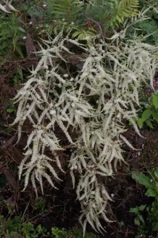 Aruncus dioicus 'Kneiffii'