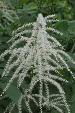 Arundo donax 'Ely'