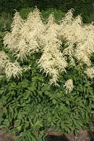 Aruncus 'Glasnevin'