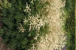 Aruncus 'Johannifest'