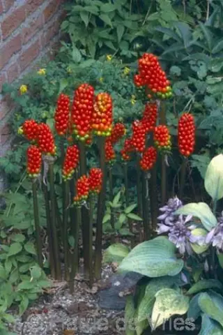 Arum maculatum