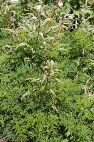 Aruncus 'Perlhühn' (Guinea Fowl)