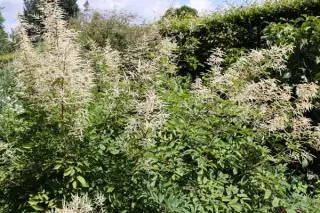 Aruncus sinensis (Hort.)
